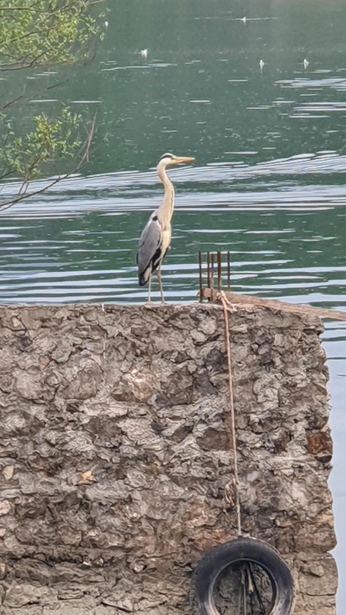 Apartman Skadarsko Jezero Bay Vranjina エクステリア 写真